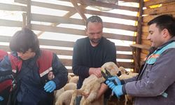 Sungurlu’da Küçükbaş Hayvan Sağlığı İçin Ekipler Sahada