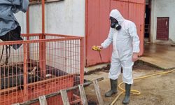 Çiftlikte Gaz Paniği! 1 İşçi Hastaneye Kaldırıldı