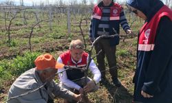 Bağlarda Budama ve Bakım Çalışması