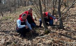 Çorum’da Süne Zararlısına Karşı Kışlaklarda Erken Mücadele Başladı
