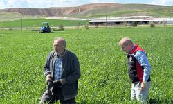 Hububat Tarlaları Mercek Altında! Fungal Hastalıklara Karşı Sıkı Takip