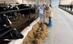 Laçin'de Hayvancılıkta Ari İşletme Sertifikası Olan İşletmelere Denetim