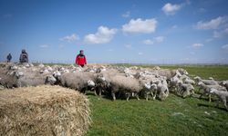 Kırsalda Yeni Fırsat: Devletten Hem Hayvan Hem De Maaş Desteği