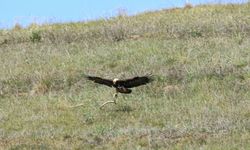 Doğanın Kralı Çorum’da!