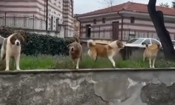 Çorum’da Başıboş Köpek Dehşeti: Vatandaş Son Anda Kurtuldu!