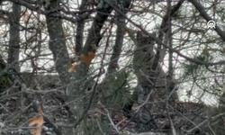 12 Şubatta Görüntülenmişti, Tekrar Ortaya Çıktı