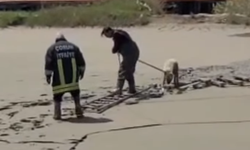 Çorum İtfaiyesinden Çamur Havuzunda Kurtarma Operasyonu