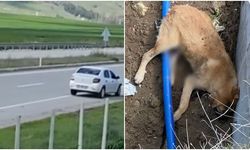 Çarpıp Kenara Çekti, Yoluna Devam Etti: Köpek Hayatını Kaybetti
