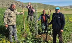 Köyde Örnek Dayanışma: Fidanlar Toprakla Buluştu