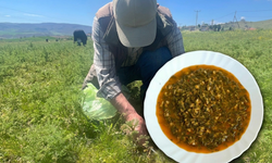 Tarladan Sofraya Şifa: Madımak İçin Yoğun Mesai