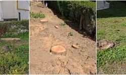 Sessiz Sakin Ağaç Kesimi İddiası: Mahalleli Tepkili