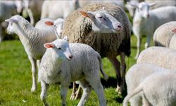 Başvurular Başladı! Tarihi Kaçırmayın