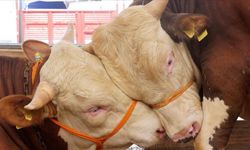 Kurban Bayramı Öncesi Sıkı Denetim: Kurallara Uymayana İzin Yok