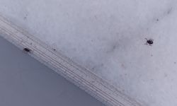 Havalar Isındı, Ortaya Çıktı! Çorum’da Kene Alarmı