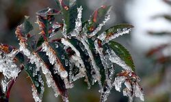 Çiftçilere Kritik Çağrı! Çorum İçin Zirai Don Uyarısı