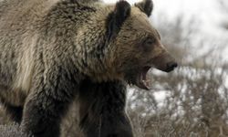 Çorum’da Ayı Paniği! Ayıyı Görünce Şoka Girdi, Dili Tutuldu