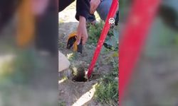 Kaz Yavrusu İçin Ekipler Seferber Oldu