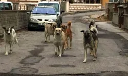 Bakan Çiftçi: “Sahipsiz Hayvanların Yüzde 80'i Toplandı, Ekime Kadar Hepsini Toplayacağız”