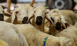 “Kurbanlarımız Çorumlu Kardeşlerimize” Kampanyası Sürüyor