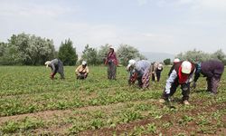 Ev Ve Tarım Çalışanlarına Müjde! Tazminat Hakkı Geldi