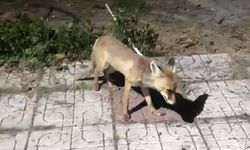 Çorum'da Aç Kalan Tilkiyi Elleriyle Besledi