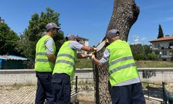 Asırlık Anıt Ağaçlar Koruma Altında