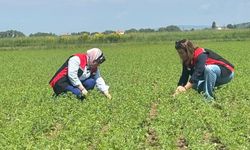 Nohut Ekili Alanlarda Teknik Kontroller Yapıldı
