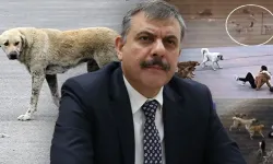 Bakan Çiftçi’den Net Açıklama, "Yılbaşına Kadar Sokaklarda Bir Tane Kalmayacak"