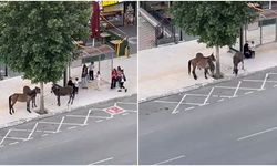 Vatandaşlar Yakaladı, Salatalık Vererek Sakinleştirdi