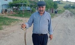 Tavuk Kümesine Giren Yılan Yakalandı