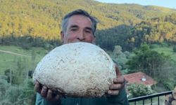 Çorum'da Dev Mantar Şaşkınlığı! Görenler İnanamadı