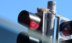 Trafik Işıklarında Sıcacık Bir Yuva
