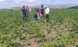Domuz Alarmı, Ayçiçeği Tarlalarında Büyük Zarar!