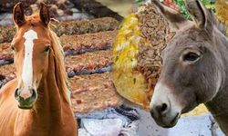 At Ve Eşek Eti Yedirmişler