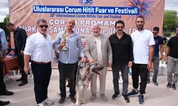 Çorum'da Türk Çoban Köpekleri Görücüye Çıktı