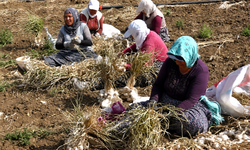 Çorum'un Coğrafi İşaretli Sarımsağında Hasat Başladı