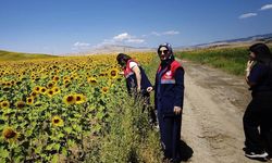 Çorum'da Tarım Arazilerinde CBS Denetimleri Sürüyor