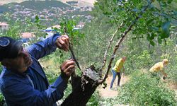 İskilip Ormanları Gelir Kapısı Olacak