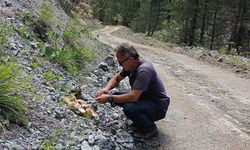 Kargı Ülkü Ocakları’ndan Yaban Hayvanları İçin Anlamlı Çalışma