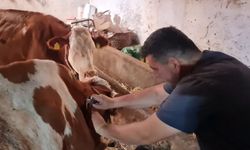Kargı’da Hayvanlara Tüberküloz Testi Yapıldı