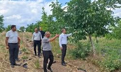 Kaymakam Polat Ceviz Üretimini İnceledi