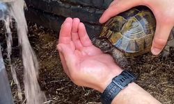 Yangından Etkilenen Kaplumbağaya İlk Müdahale İtfaiyeden