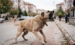 Yargıtaydan Saldırgan Köpeğin Sahibine Rekor Ceza