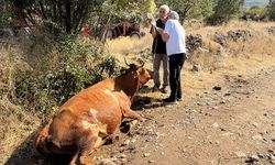 Zehirlenen  20 büyükbaş hayvandan 5'i kesildi 7'si kurtarıldı