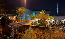 Şiddetli Rüzgar Ağacı Kökünden Söktü