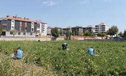 Yükümlülerin Ürettiği Sebzeler İhtiyaç Sahipleri İle Buluşuyor