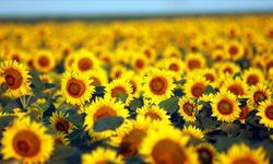 Çorumlu Çiftçilerin Beklediği Haber! Alımlar Başladı