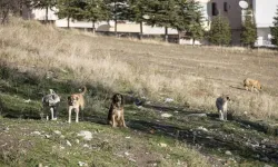 Sahipsiz Köpeklerin Saldırısında İdarenin "Hizmet Kusuru" Olduğu Kararı Kesinleşti