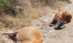 Çamlıca Köyü'nde Şok Olay! Sığırların Yarısına Yakını Telef Oldu