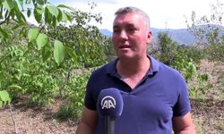 Çorum'da Zirai Donun Zarar Verdiği Cevizde Bu Yıl Beklenti Düşük